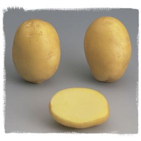 Compra PATATA DE SIEMBRA AGATA FR/NL 28/35 [M] (25 Unid.). en la tienda online Fito Agrícola