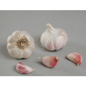 Compra AJO ROSA DE SIEMBRA EDENROSE 40/50 (500 gr.). en la tienda online Fito Agrícola