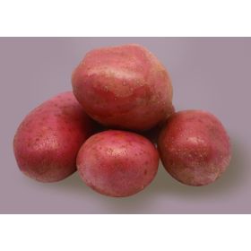 Compra PATATA DE SIEMBRA ALOUETTE FR 28/35 BIO [M] (1,5 Kgr.). en la tienda online Fito Agrícola