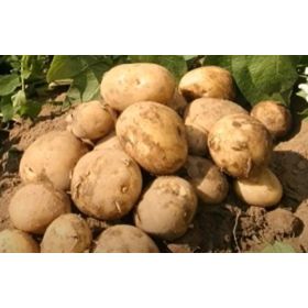 Compra PATATA DE SIEMBRA EL MUNDO FR 28/35 [M] (25 Unid.). en la tienda online Fito Agrícola