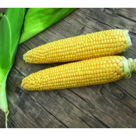 Compra MAÍZ SUPERDULCE MESSENGER F1 (5.000 Semillas). en la tienda online Fito Agrícola