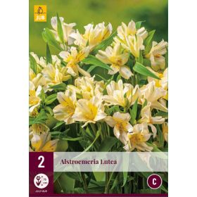 Compra ALSTROEMERIA LUTEA en la tienda online Fito Agrícola