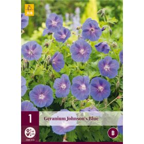 Compra GERANIUM JOHNSON'S BLUE en la tienda online Fito Agrícola