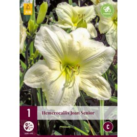 Compra HEMEROCALLIS JOAN SENIOR en la tienda online Fito Agrícola