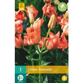 Compra LILIUM TINTORETTO en la tienda online Fito Agrícola